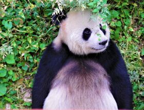 zmartwiona panda